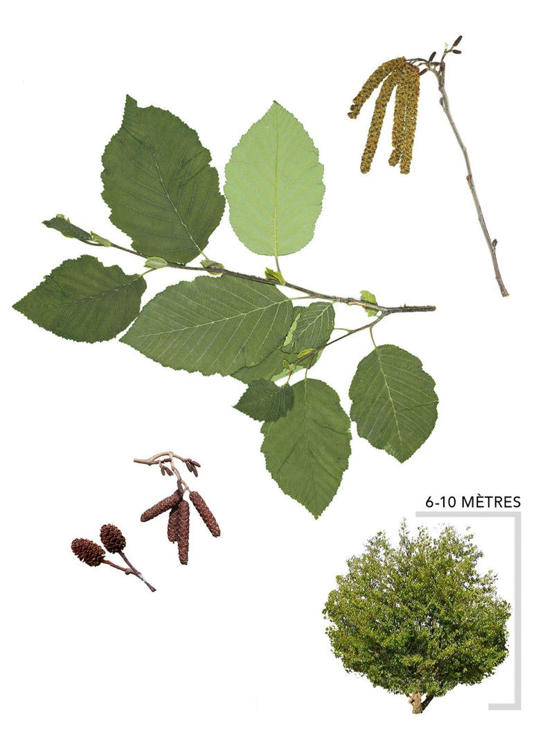 Aulne rugueux ou Alnus rugosa