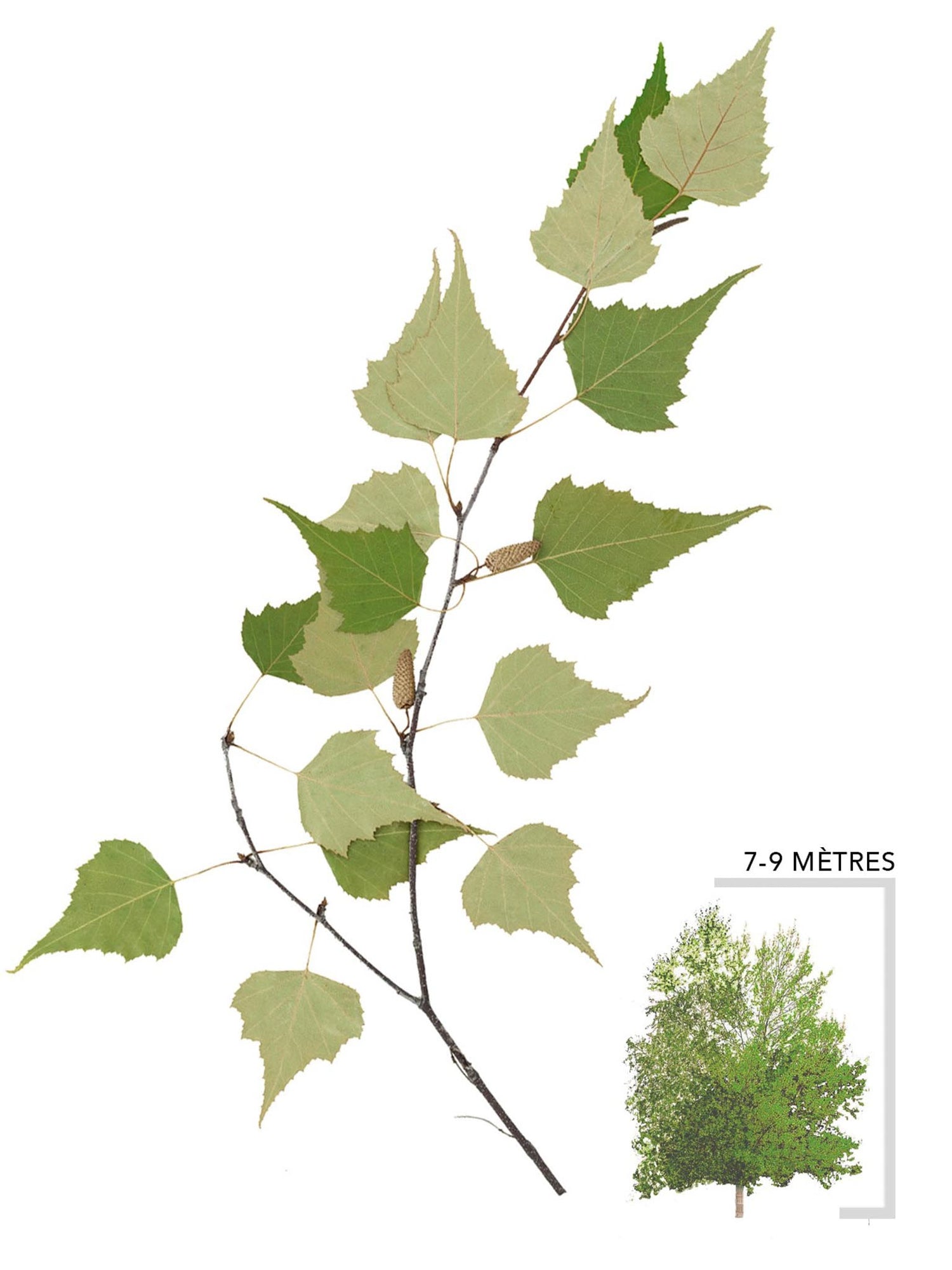 Bouleau gris ou Betula populifolia Illustration