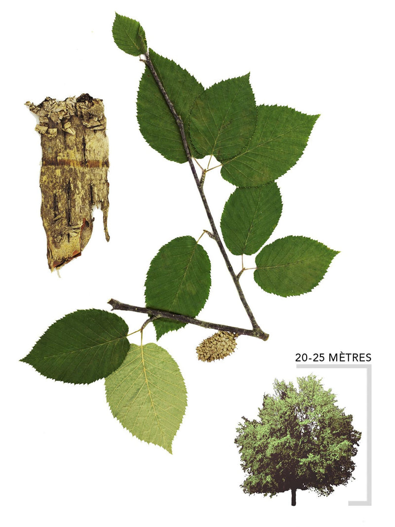 Bouleau jaune ou Betula-alleghaniensis Illustration