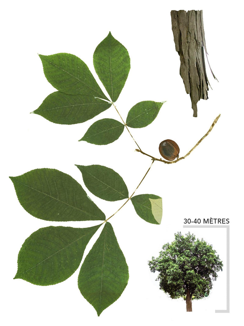 Caryer Ovale ou Carya ovata Illustration