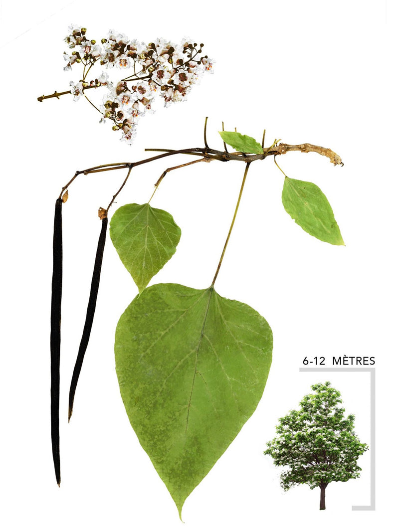 Catalpa de l'ouest ou Catalpa speciosa Illustration