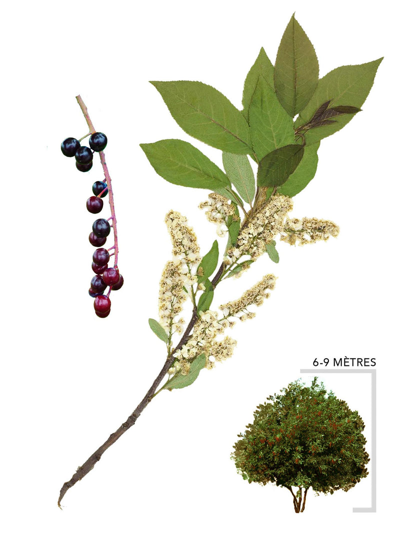 Cerisier de virginie ou Prunus virginiana Illustration