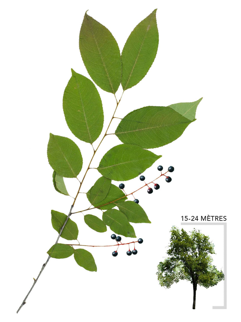 Cerisier tardif ou Prunus serotina Illustration