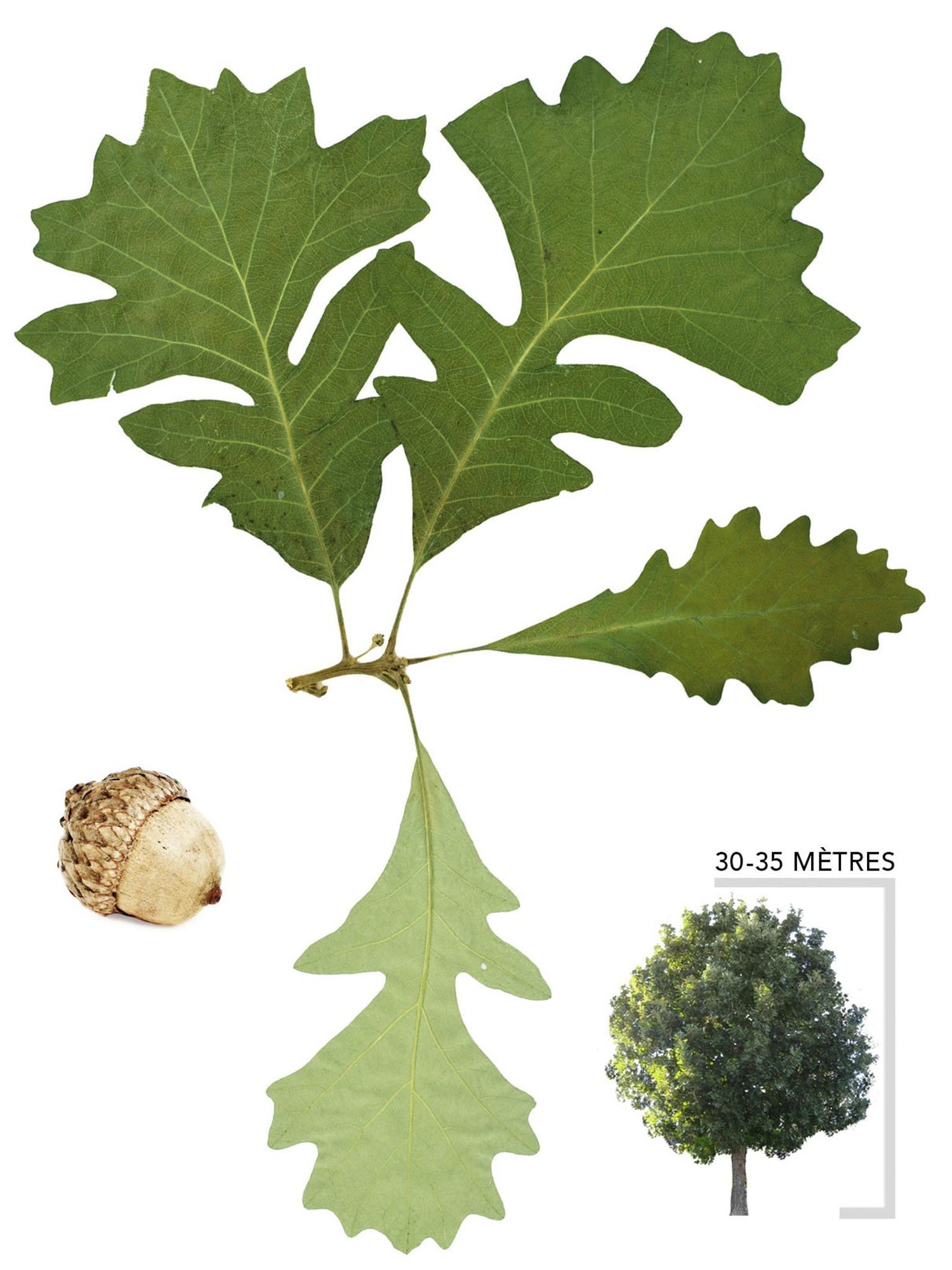 Chêne à gros fruits ou Quercus macrocarpa