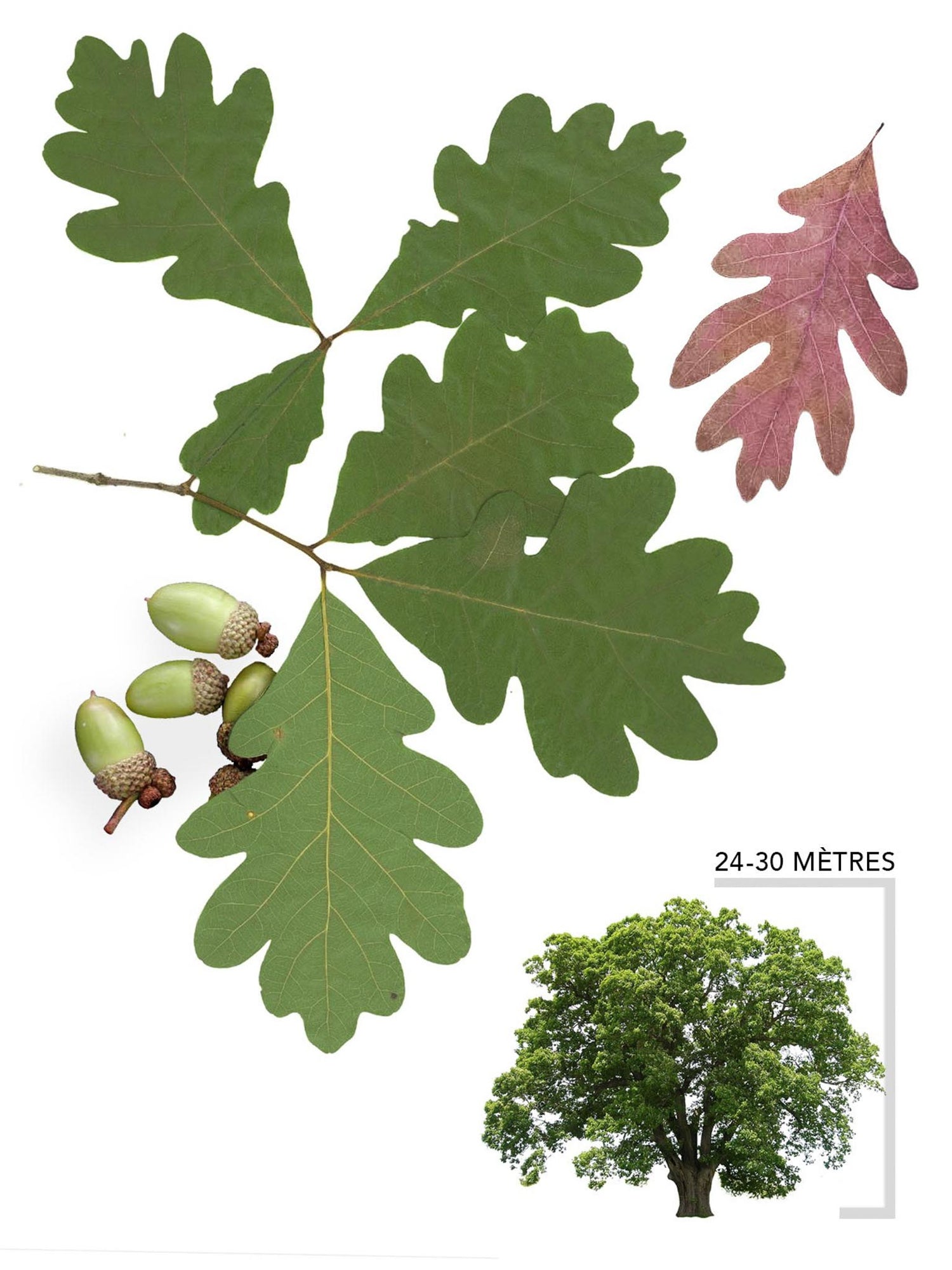 Chêne blanc ou Quercus alba Illustration