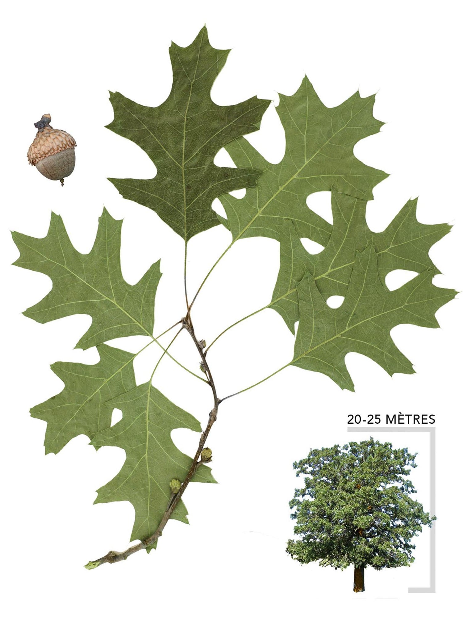 Chêne noir ou Quercus velutina Illustration