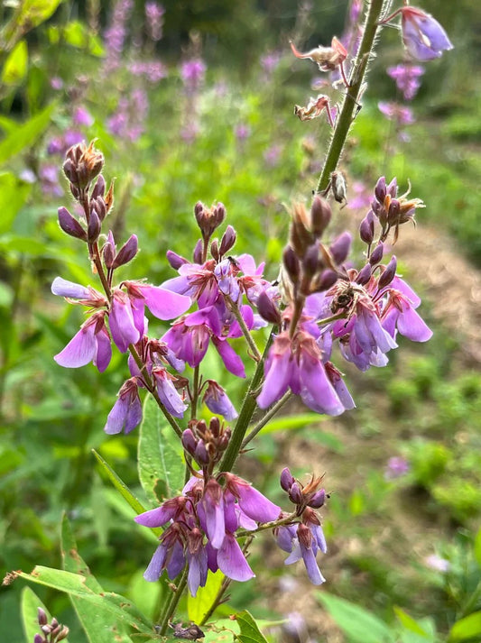 Desmodie du Canada en fleurs