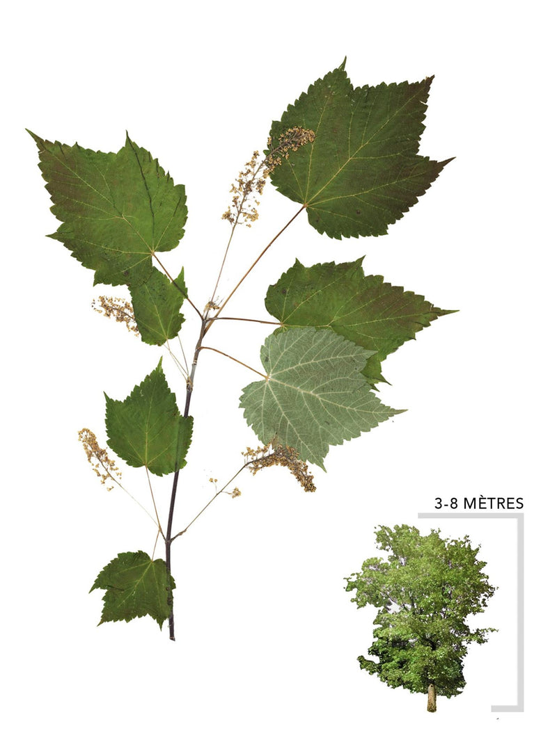 Érable à épis ou Acer spicatum Illustration