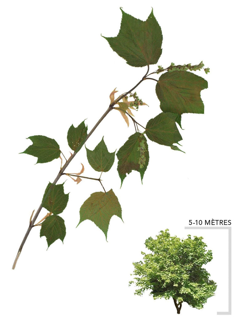 Érable de Pennsylvanie ou Acer pensylvanicum Illustration