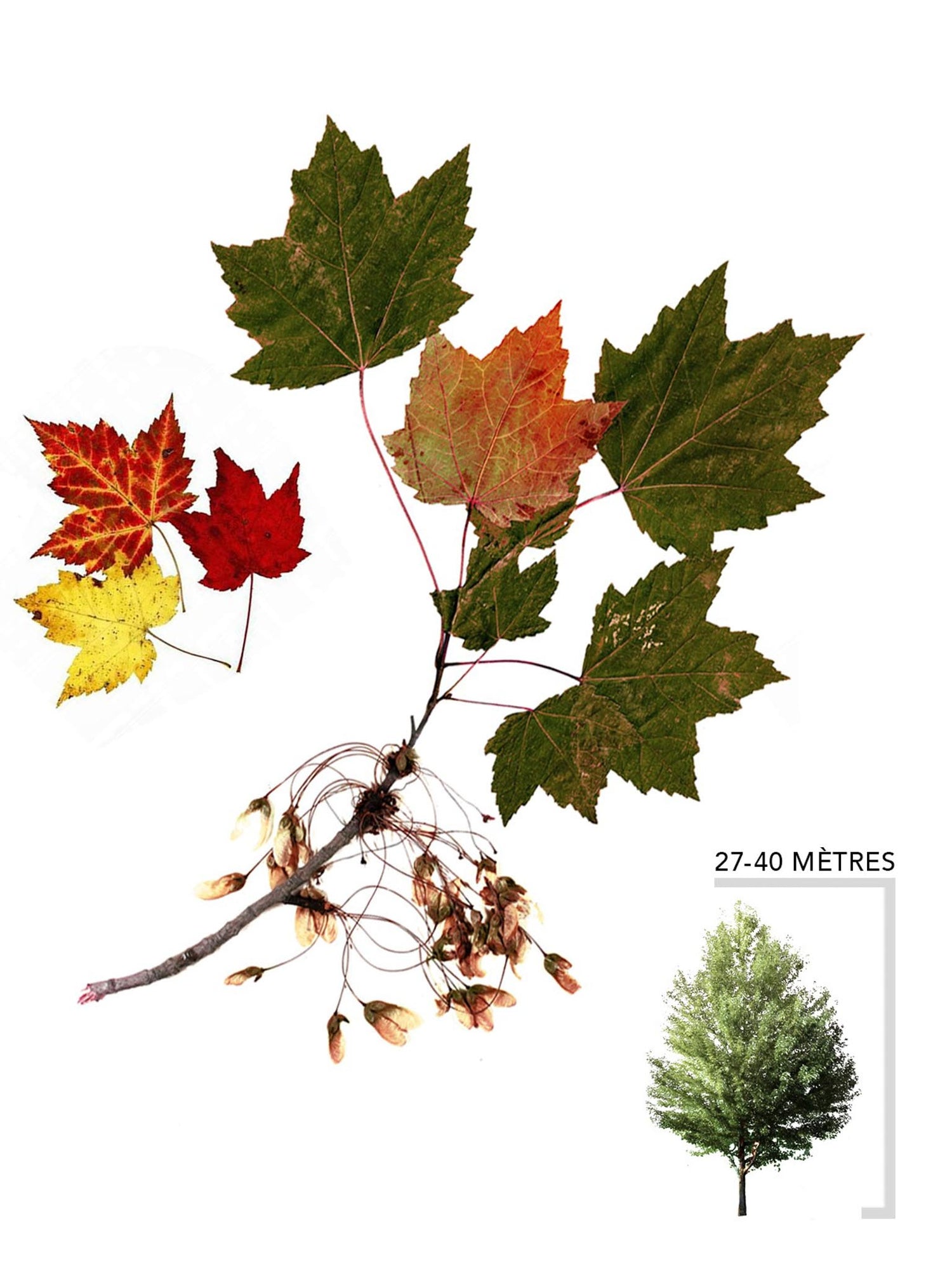Érable rouge ou Acer rubrum Illustration
