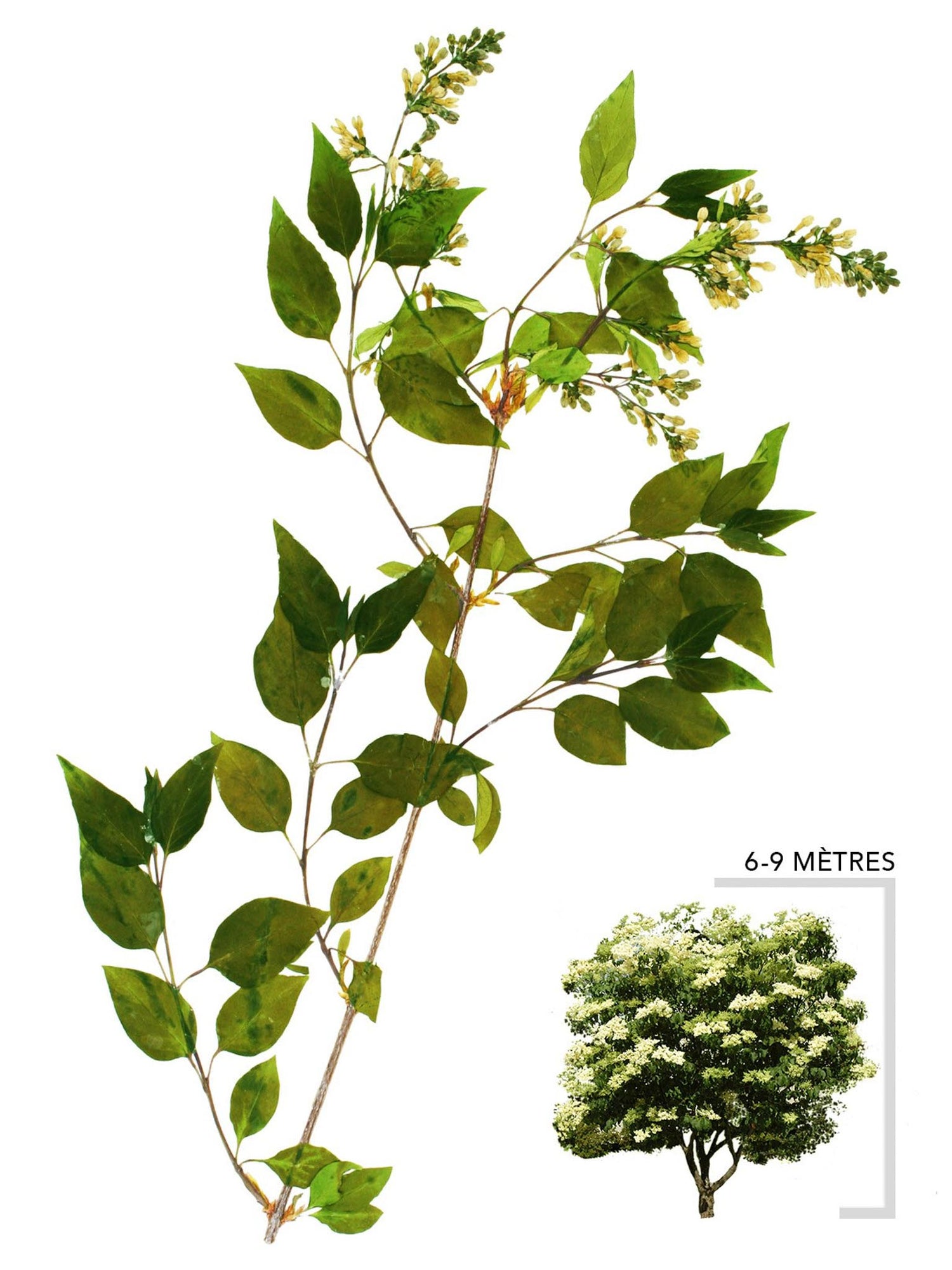 Lilas japonais ou Syringa reticulata Illustration