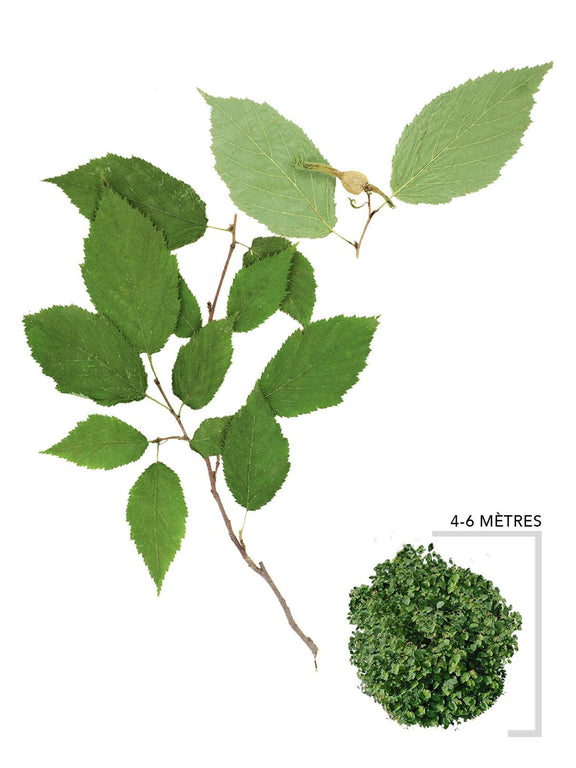 Noisetier à long-bec ou Corylus cornuta Ilustration