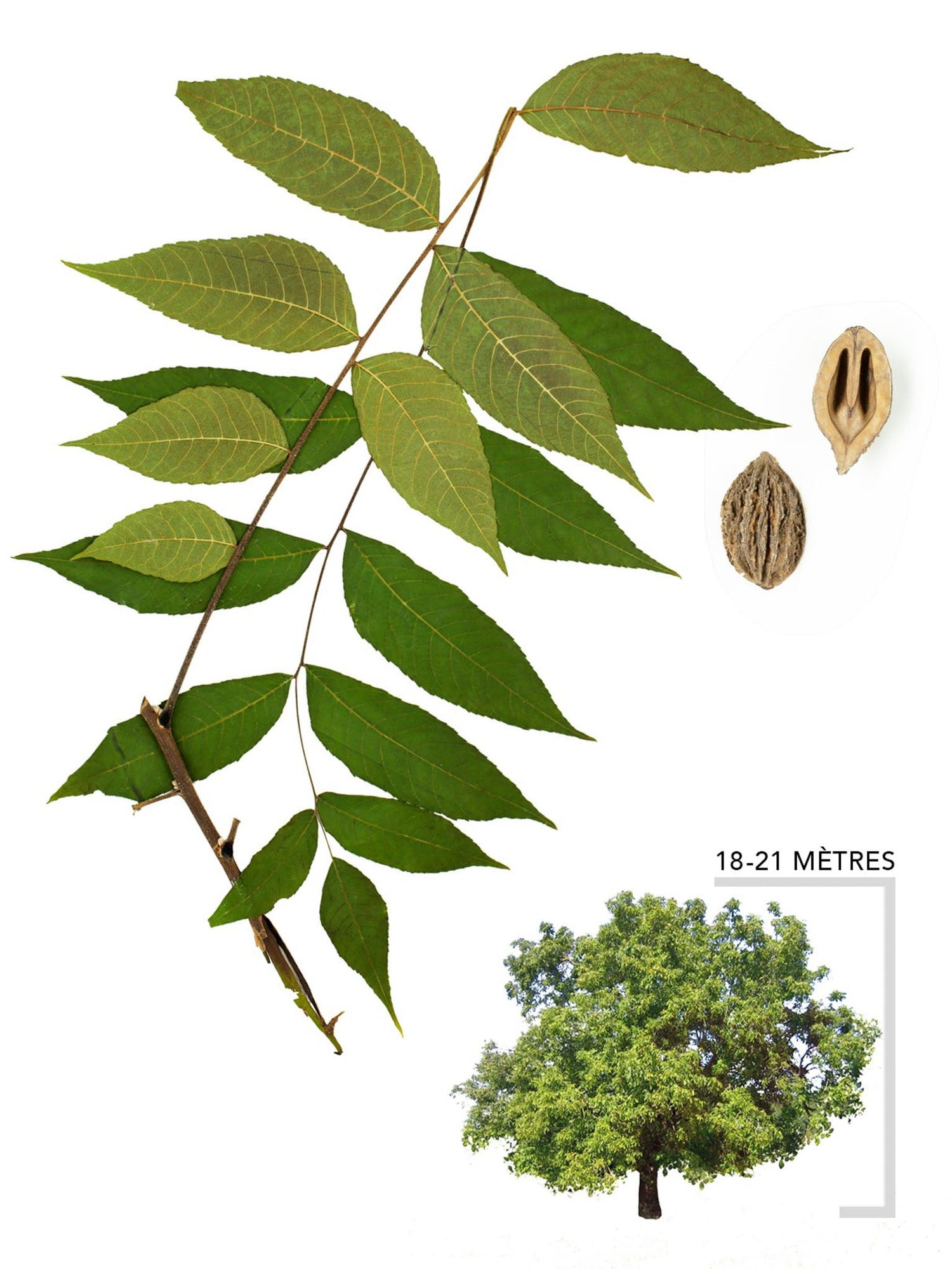 Noyer cendré ou Juglans cinerea Illustration