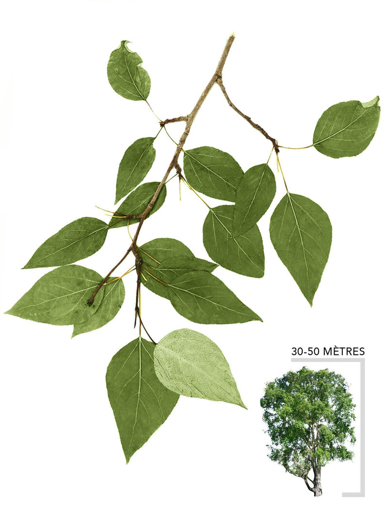 Peuplier baumier ou Populus balsamifera Illustration