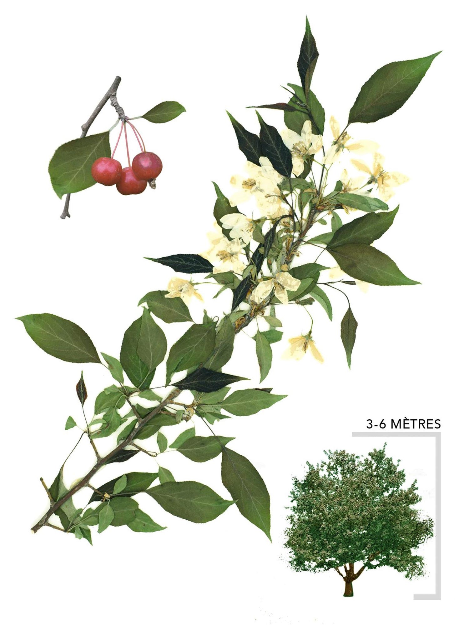 Pommetier de Sibérie ou Malus baccata Illustration