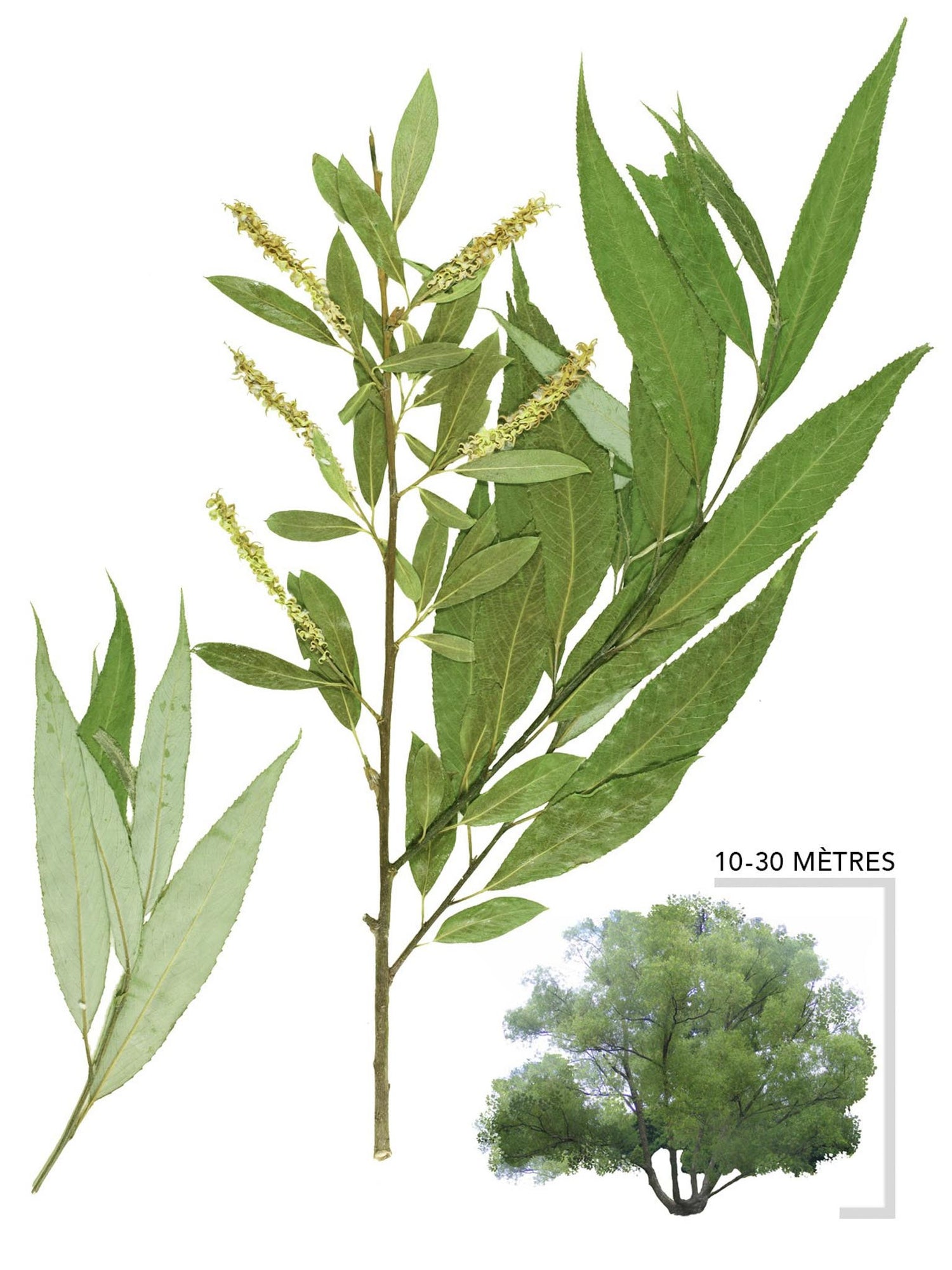 Saule noir ou Salix nigra Illustration
