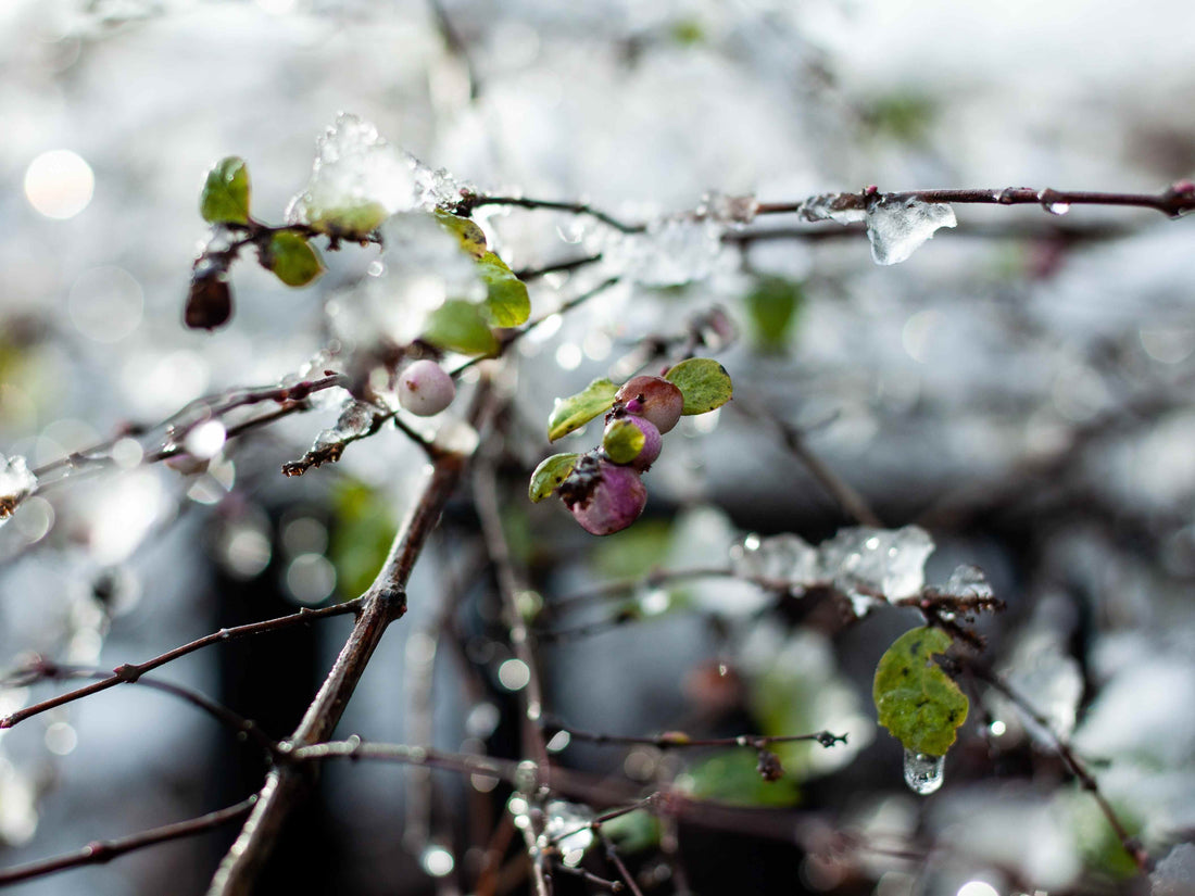 Comment Protéger les Arbres et les Arbustes contre le Froid au Québec ?