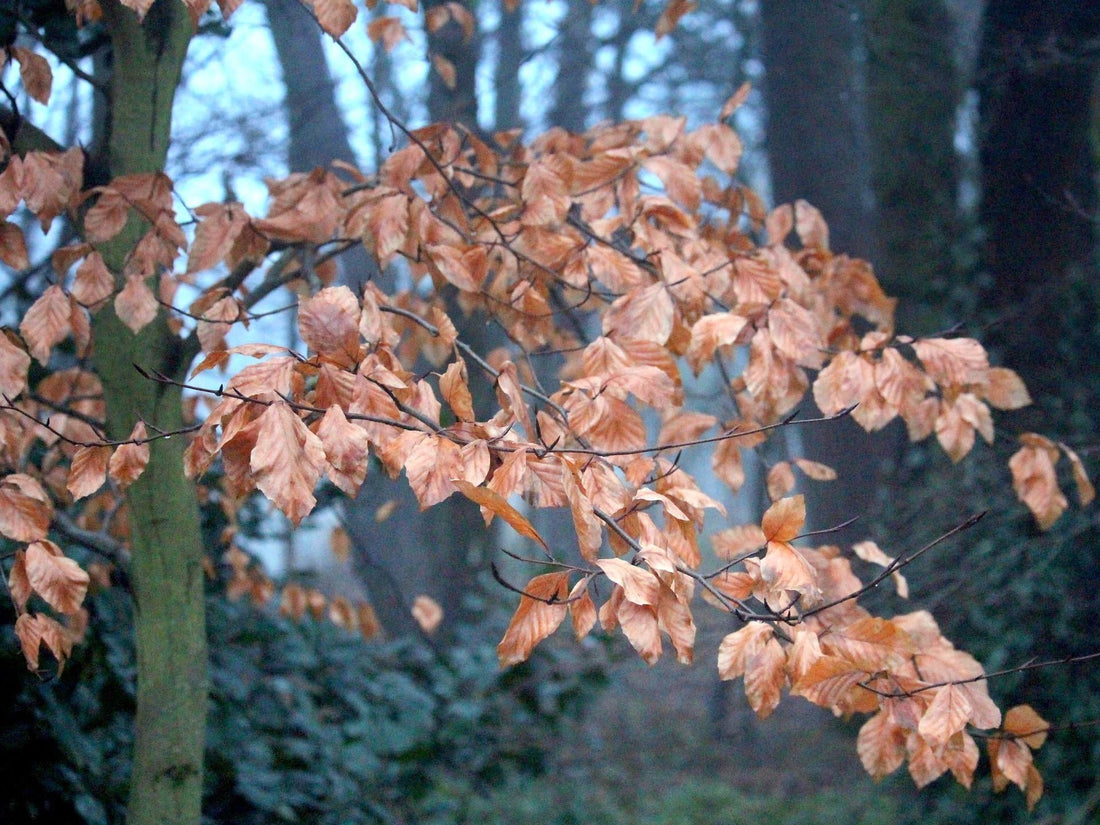 Pourquoi Mon Arbre Ne Perd-il Pas Ses Feuilles en Automne au Québec?