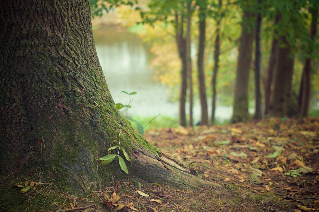 Les Arbres et les Arbustes Fixateurs d’Azote pour le Québec