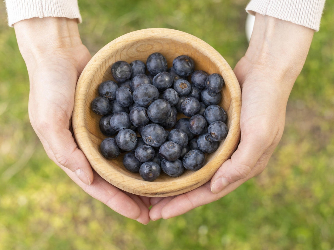 Cultiver des bleuets dans sa cour : choisir, planter et réussir les bleuets indigènes