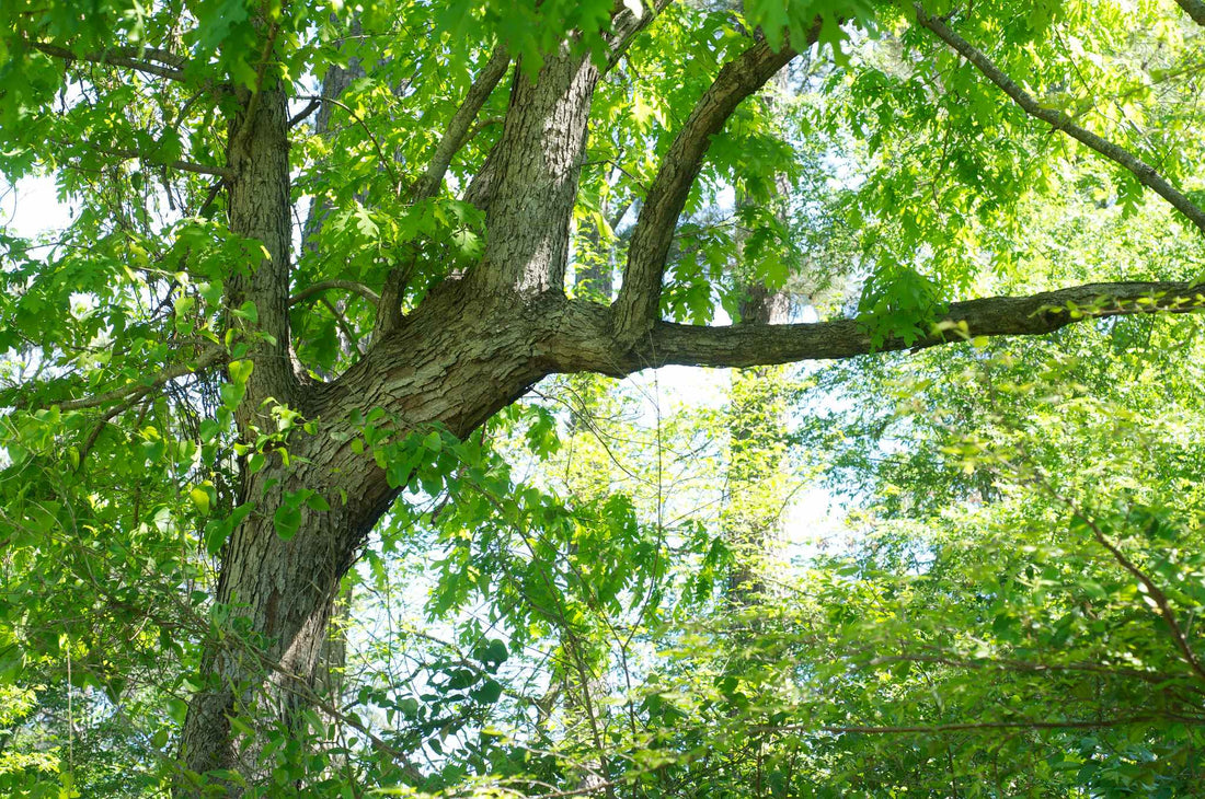 Pourquoi Planter Des Arbres Indigènes Rares au Québec?