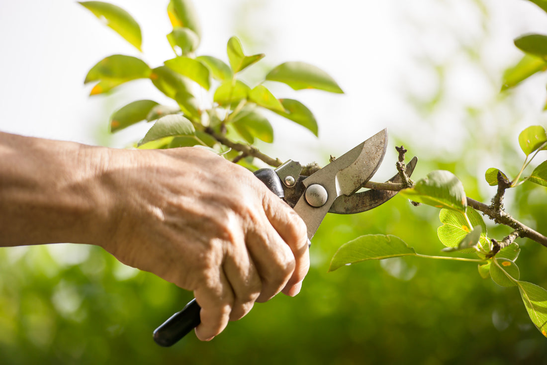 Comment Tailler les Arbres Feuillus au Québec