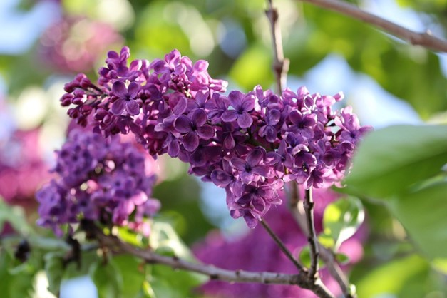 La Floraison des Lilas