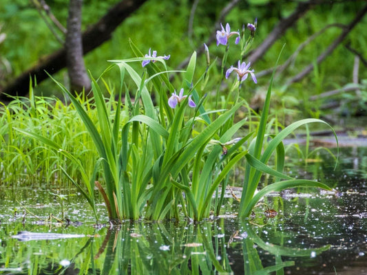 Crues printanières au Québec : les végétaux qui protègent les terrains