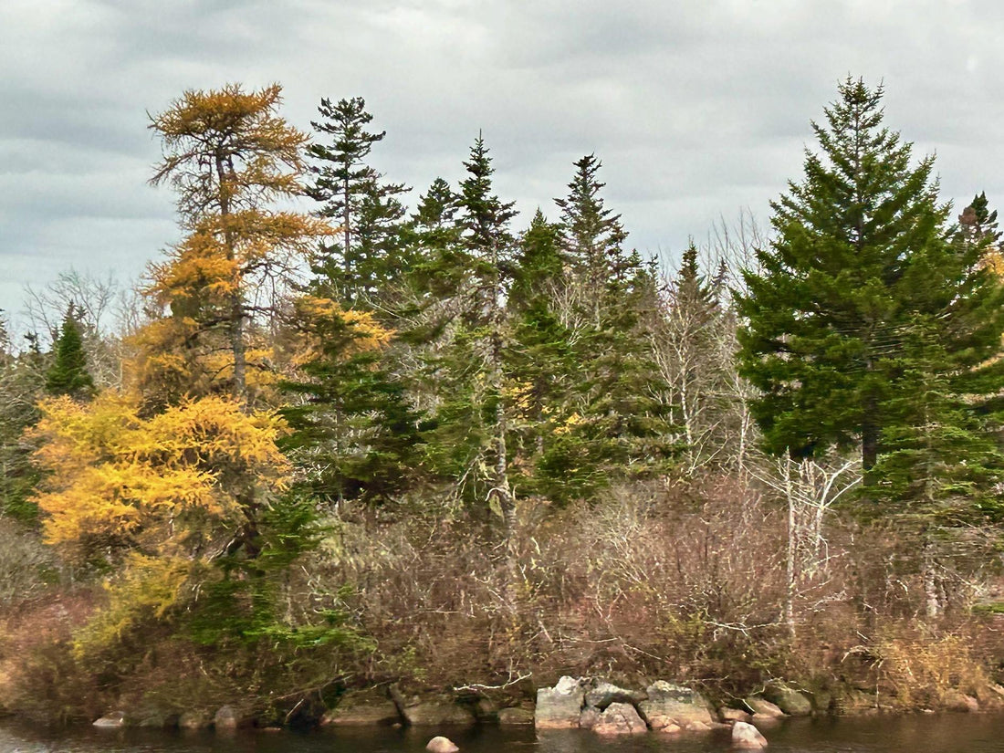 Quels Sont les Arbres les Plus Résistants à l’Hiver au Québec?