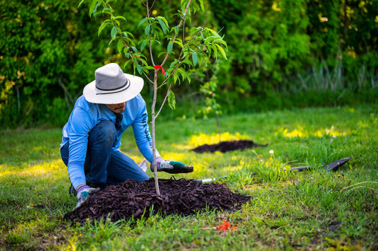 Pourquoi faut-il diminuer la fertilisation des arbres et arbustes en août?