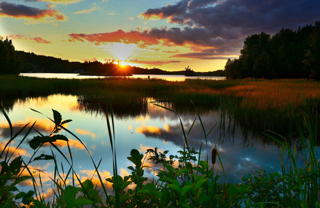 Les Plantes Indigènes du Québec : la Pierre Angulaire de la Biodiversité de Nos Écosystèmes