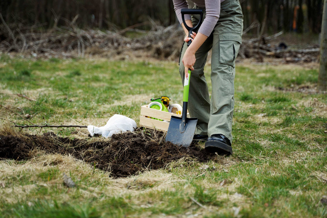 Peut-on planter des Arbres en Automne au Québec?