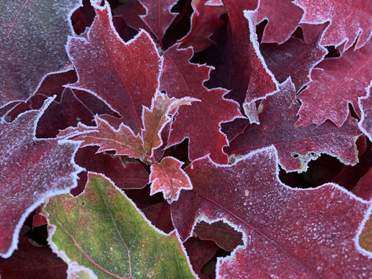 Conseils pour préparer un jeune arbre à passer son premier hiver au Québec