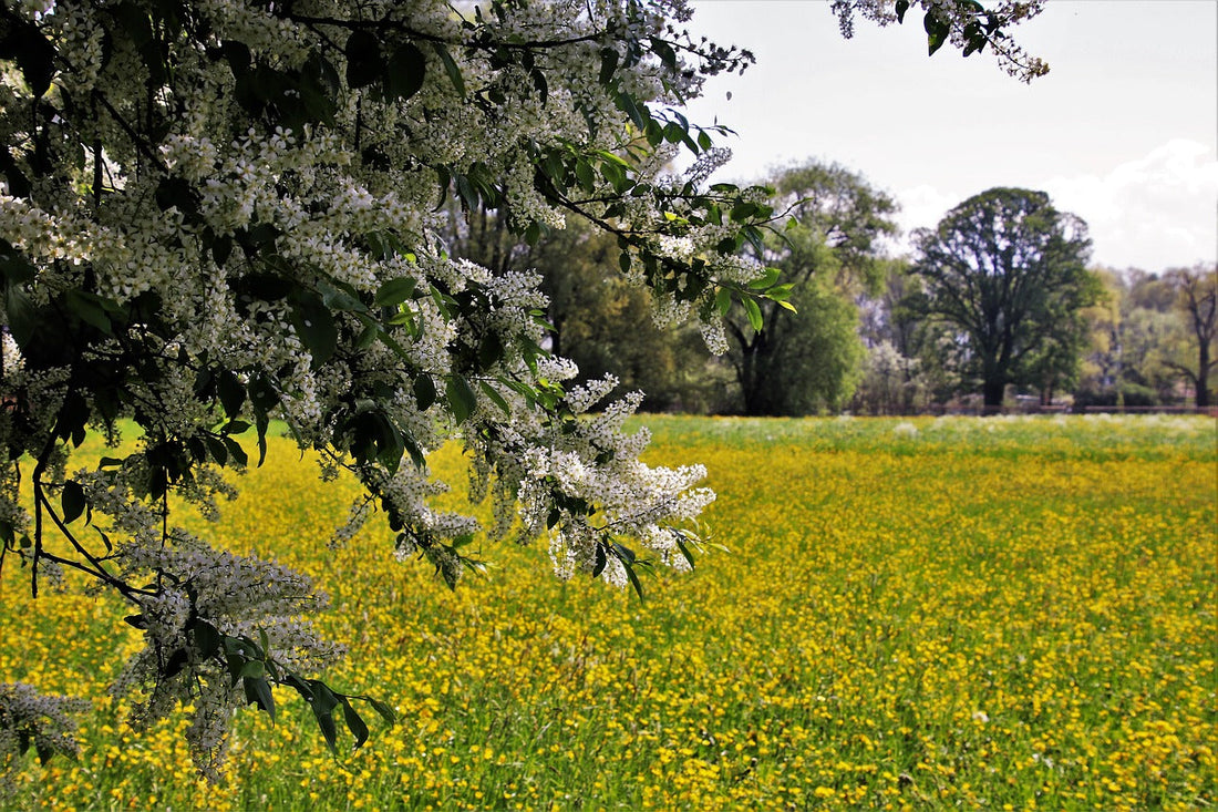 Comment choisir le Meilleur Arbre à planter au Québec