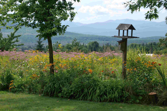 Pourquoi choisir des plantes indigènes dans nos aménagements paysagers