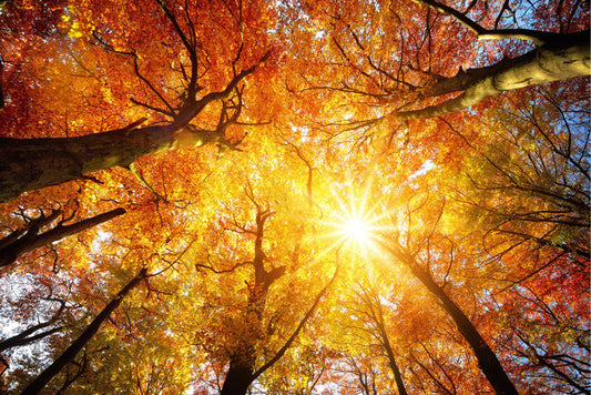 Peut-on planter en automne même si les conditions sont très sèches