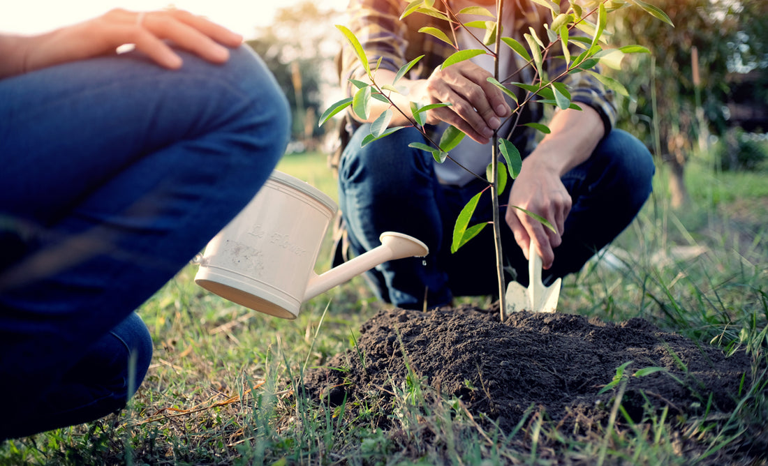 Comment planter un arbre ou un arbuste