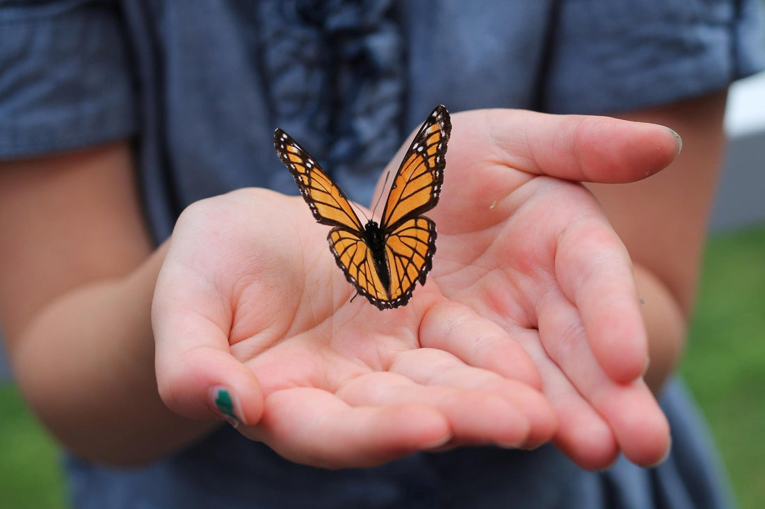 En quoi planter des asclépiades au Québec peut aider les populations de papillon monarque?