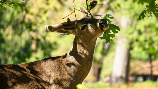 Plantes résistantes aux chevreuils: les meilleurs choix de végétaux au Québec