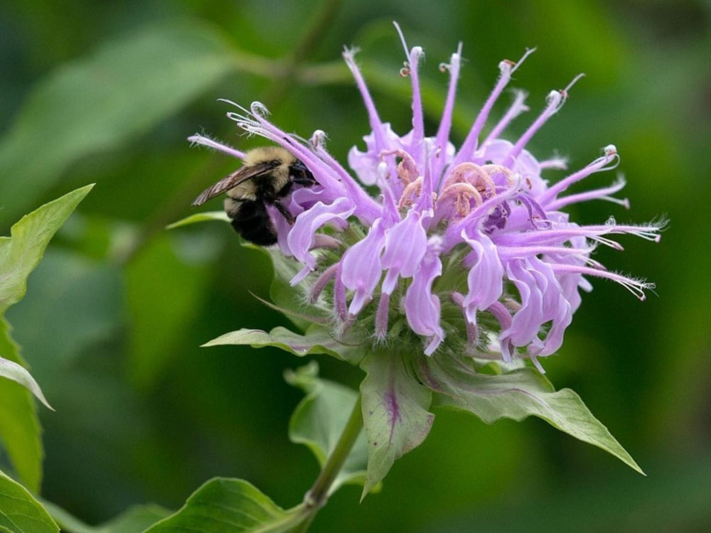 Végétaux pour pollinisateurs