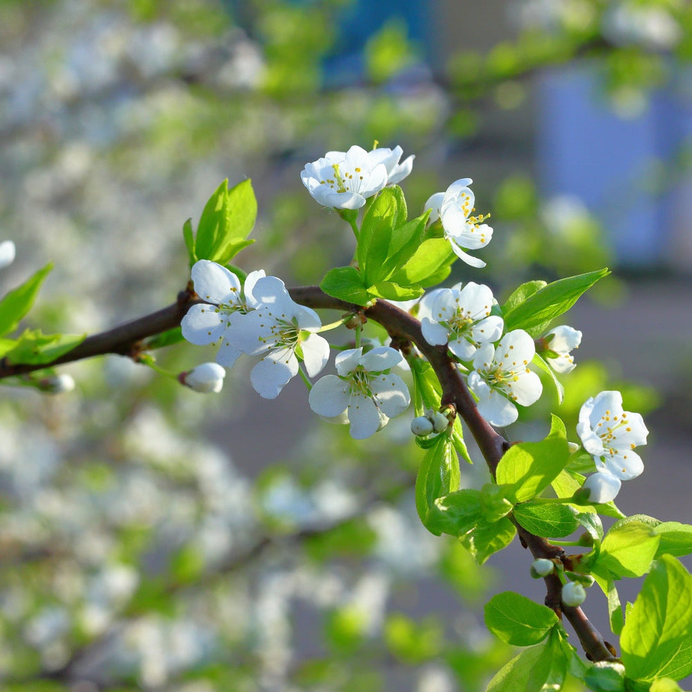 Coups de cœur printaniers : arbres, arbustes et vivaces