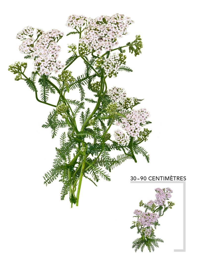 Achillee millefeuille (Achillea millefolium)