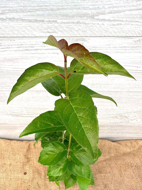 Amelanchier à feuilles d'aulne ou Amelanchier alnifolia