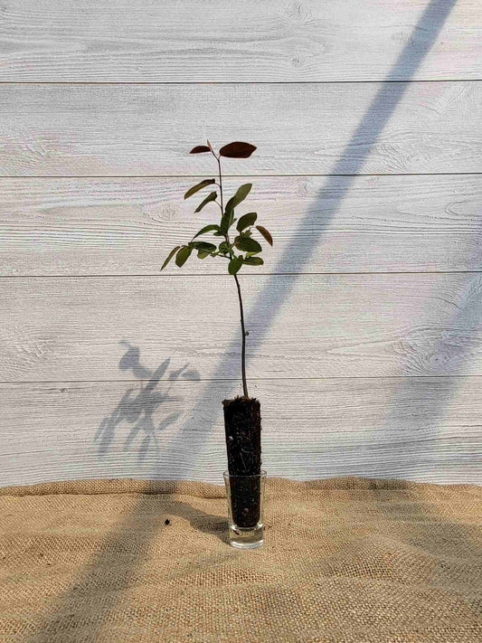 Amelanchier en epis (Amelanchier spicata)