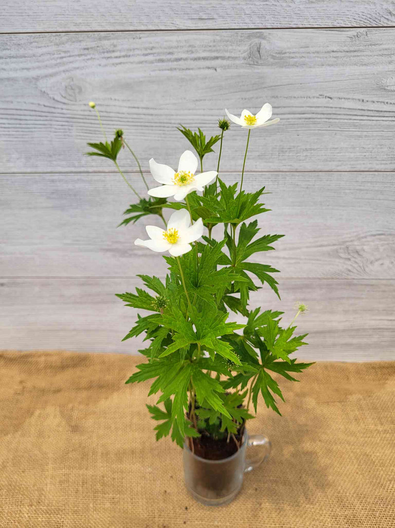 Feuilles d Anemone du Canada (Anemone canadensis)