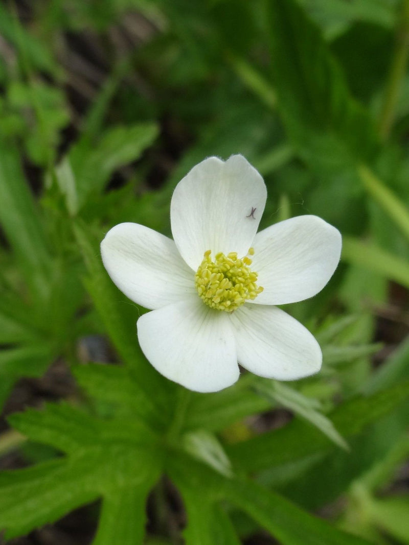 Fleur - Anemone du Canada (Anemone canadensis)