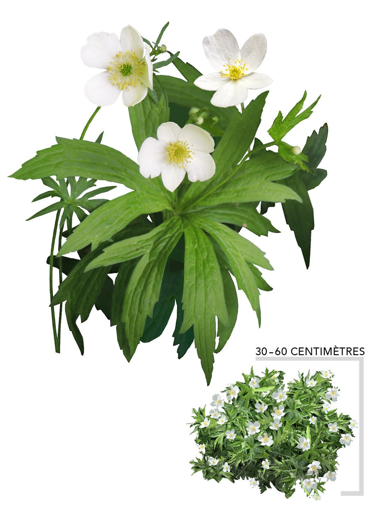 Anemone du Canada (Anemone_canadensis)
