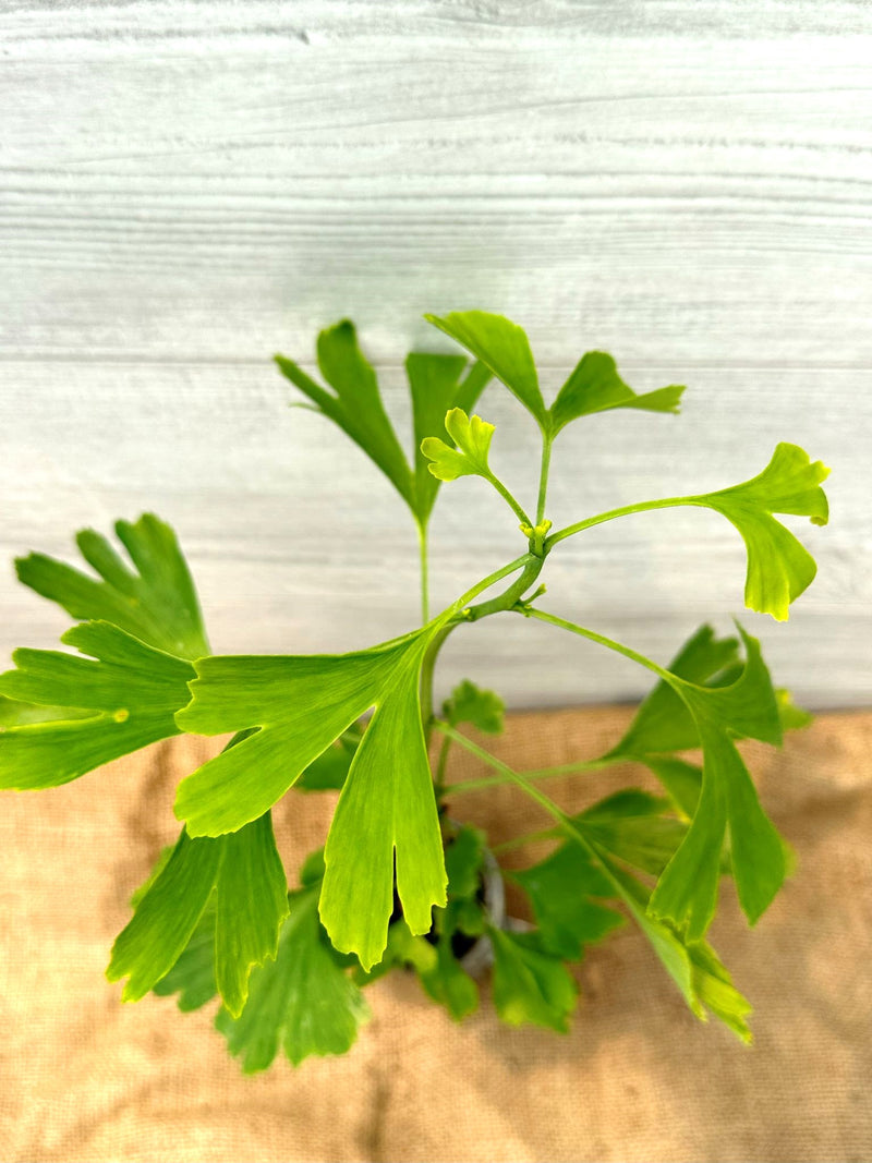 Arbre aux quarante écus ou Ginkgo biloba feuillage