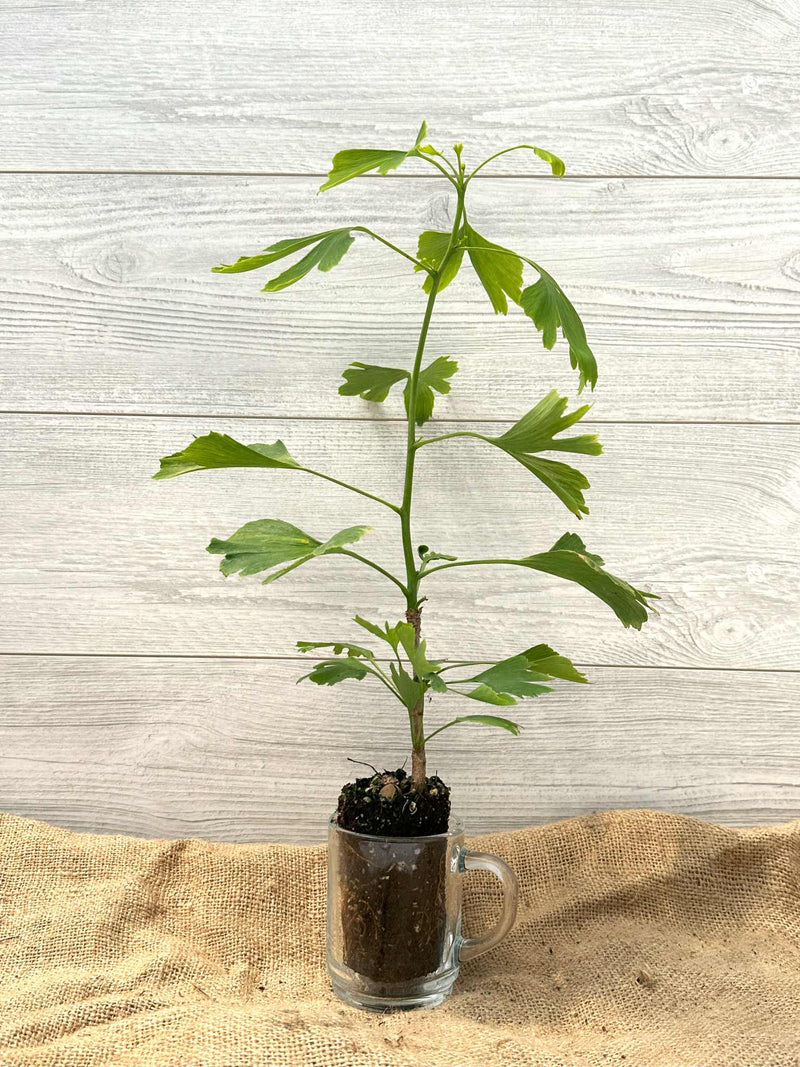 Arbre aux quarante écus ou Ginkgo biloba