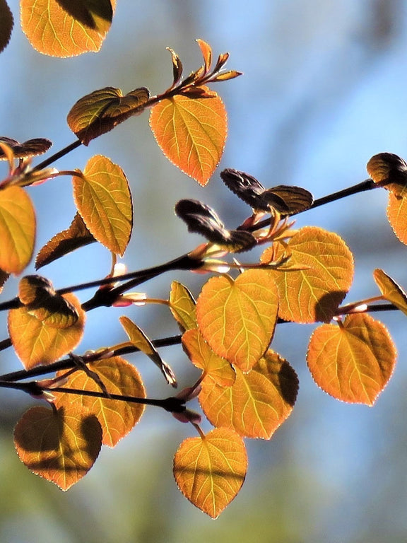 Arbre de Katsura en automne (Cercidiphyllum japonicum)